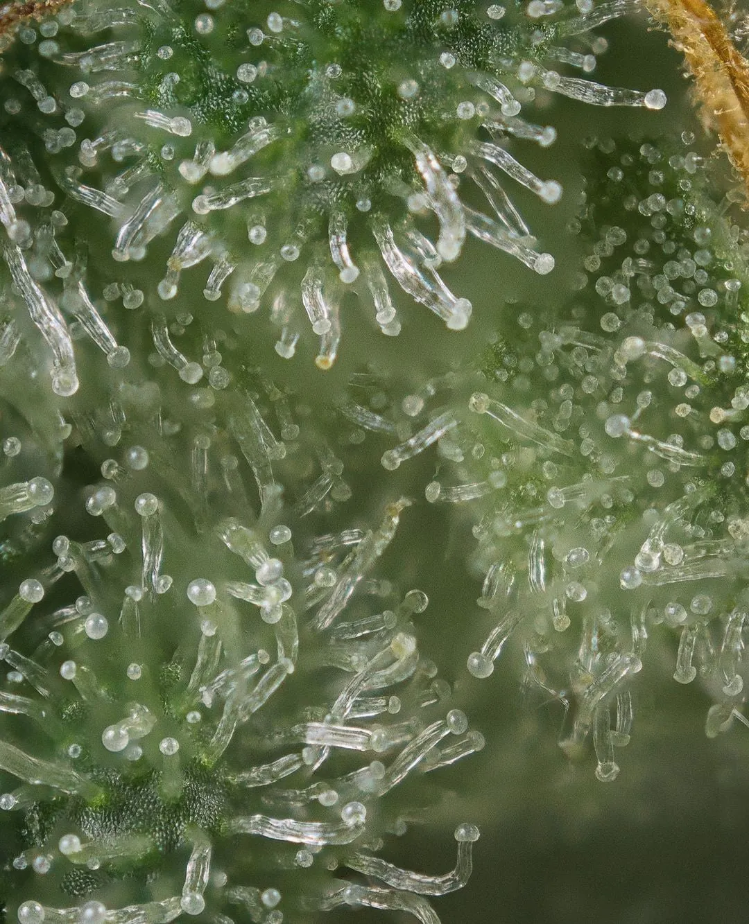 Close-up of a hemp flower